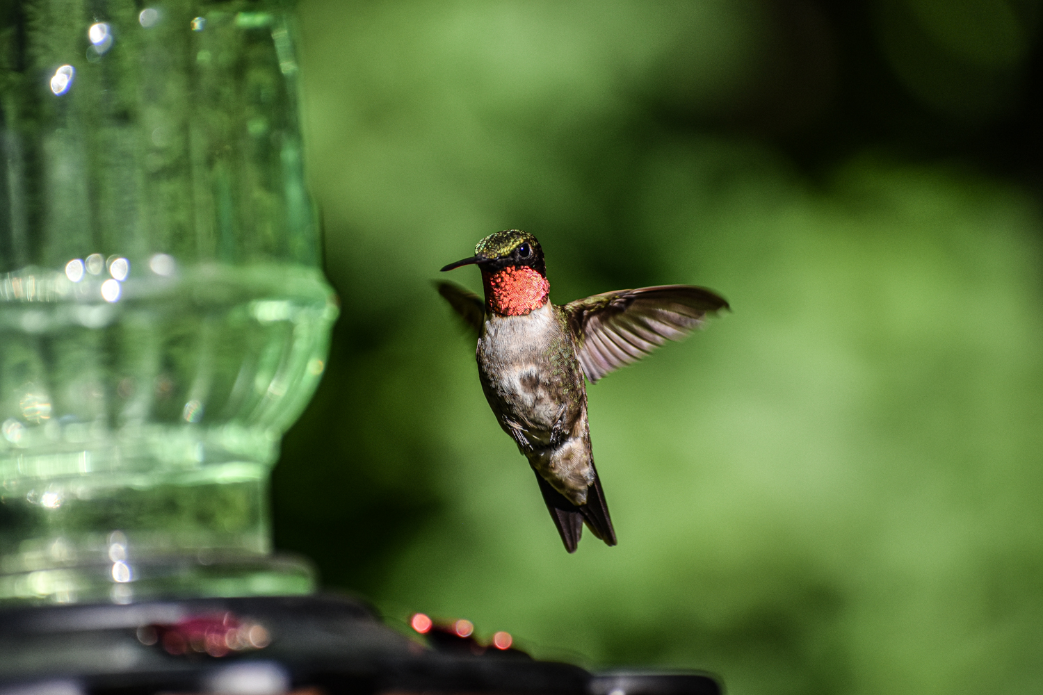 Exploring Birds Attracting birds with a Nectar Feeder